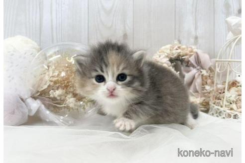 成約済の大阪府のサイベリアン-45892の22枚目